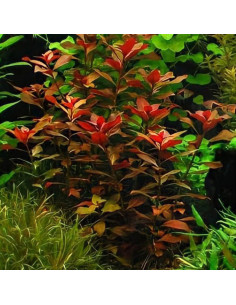 Ludwigia palustris rubin – Origine France 2
