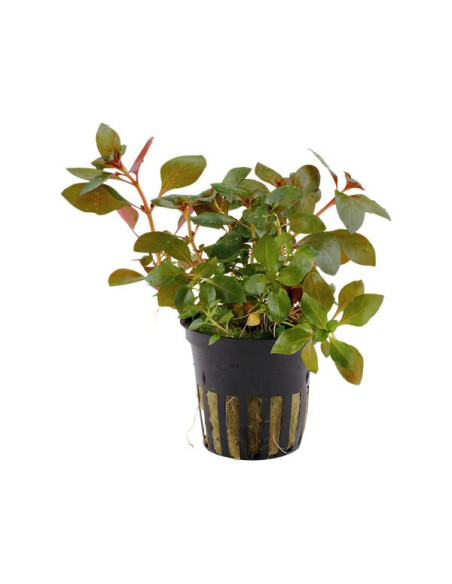 Ludwigia palustris rubin – Origine France