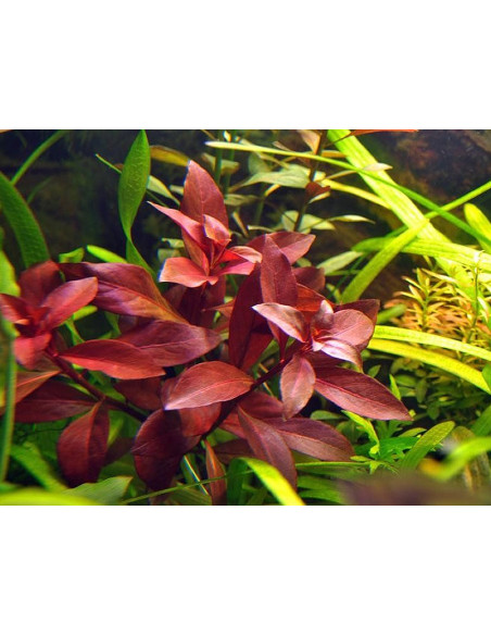 Ludwigia palustris rubin – Origine France
