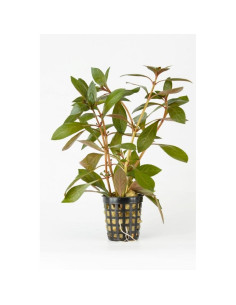 Ludwigia Peruensis – Origine France