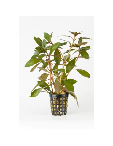 Ludwigia Peruensis – Origine France