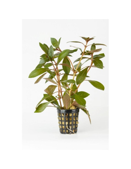 Ludwigia Peruensis – Origine France