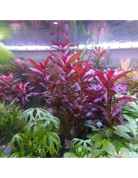 Ludwigia Peruensis – Origine France