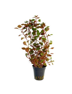 Ludwigia Rouge – Origine France