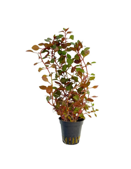 Ludwigia Rouge – Origine France