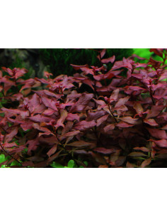 Ludwigia Rouge – Origine France 2