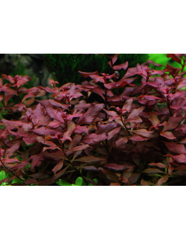 Ludwigia Rouge – Origine France