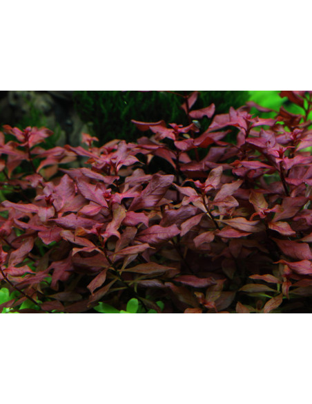 Ludwigia Rouge – Origine France