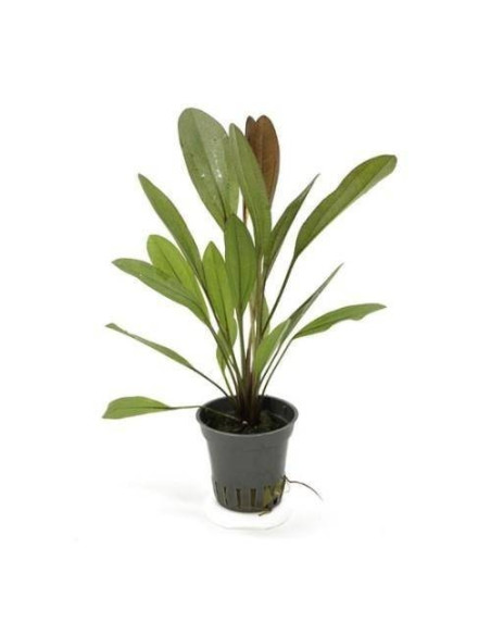 Echinodorus Adlansberg – Origine France