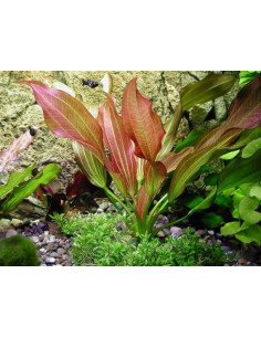 Echinodorus Adlansberg – Origine France 2