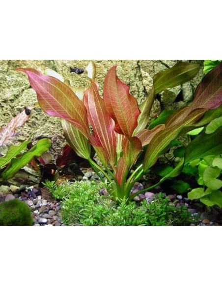 Echinodorus Adlansberg – Origine France