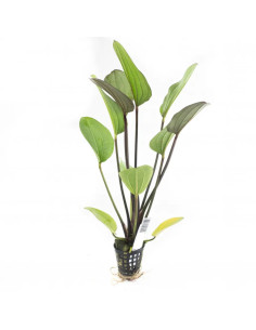 Echinodorus compacta – Origine France