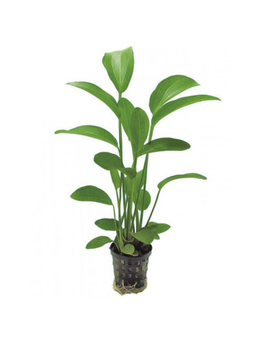 Echinodorus Radicans – Origine France