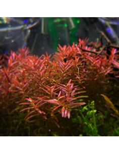 Rotala rotundifolia 'H'ra' - en pot 2