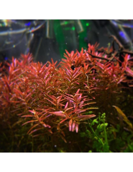Rotala rotundifolia 'H'ra' - en pot