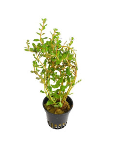 Rotala rotundifolia 'H'ra' - en pot