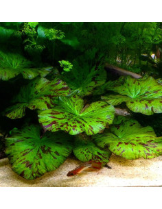 Nymphaea Zenkeri Vert Bulbe – Origine France 2