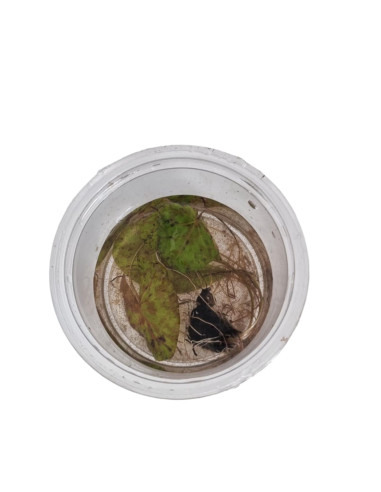 Nymphaea Zenkeri Vert Bulbe – Origine France