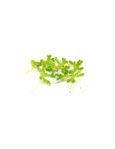 Azolla filiculoides en boîte – Origine France