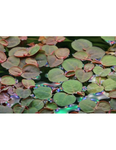 Phyllanthus fluitans en boîte – Origine France
