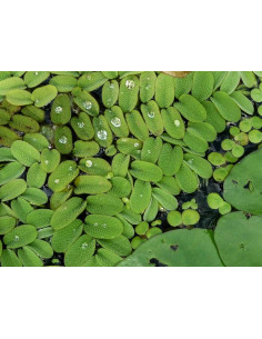 Salvinia natans en boîte – Origine France