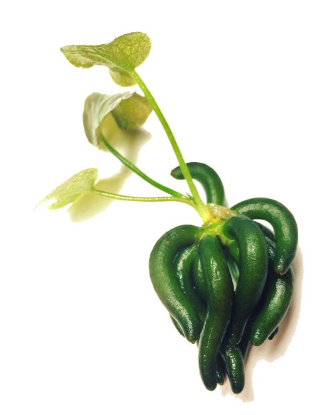 Nymphaea Aquatica Banana – Origine France