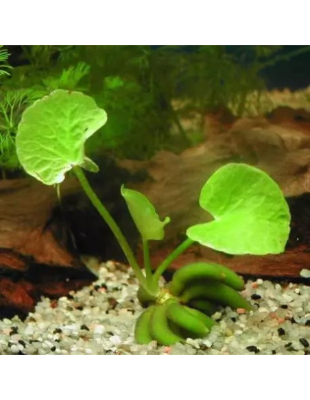 Nymphaea Aquatica Banana – Origine France