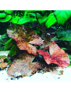 Nymphaea Zenkeri Rouge Bulbe – Origine France 2