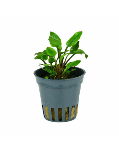 Cryptocoryne lutea en pot