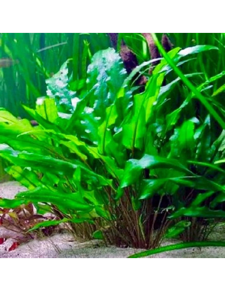 Cryptocoryne lutea en pot