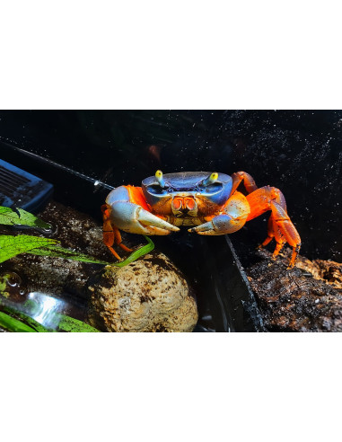 Cardisoma armatum (crabe tricolore) 4-4,5 cm