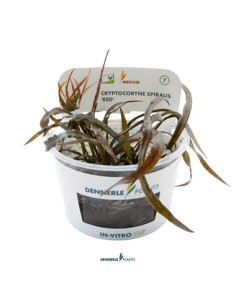 Cryptocoryne Spiralis Red - Invitro