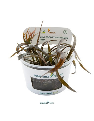 Cryptocoryne Spiralis Red - Invitro