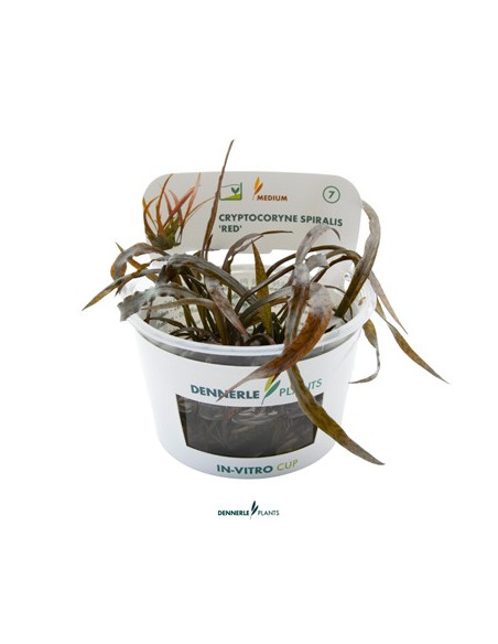 Cryptocoryne Spiralis Red - Invitro