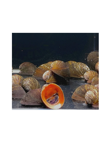 Neritina violacea (Red Lips) 1,5 cm