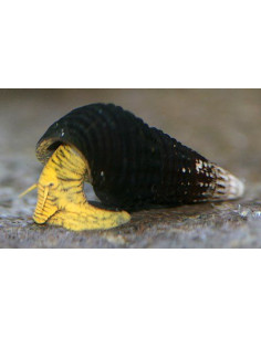 Tylomelania mini Yellow 2cm