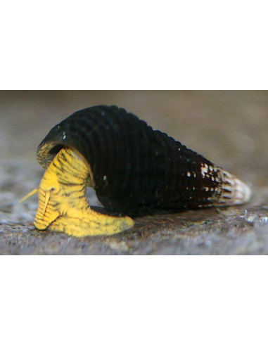Tylomelania mini Yellow 2cm