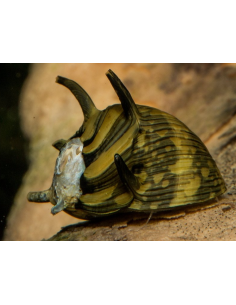 Clithons subgranosa  1,5cm