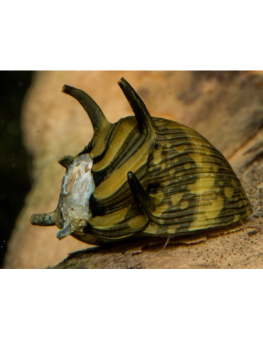 Clithons subgranosa  1,5cm