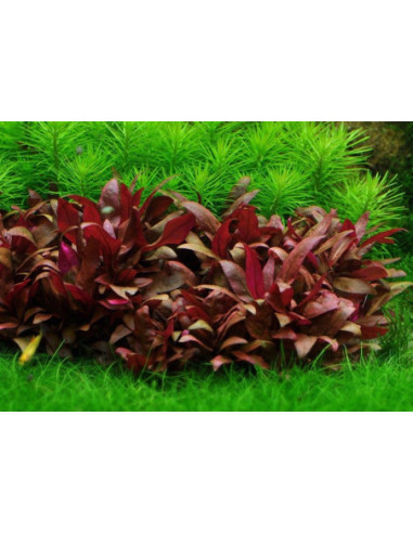 Alternanthera reineckii mini - Invitro Origne France