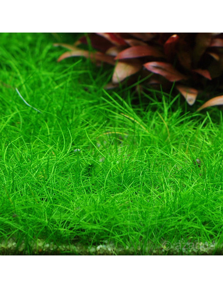 Eleocharis pusilla 'Mini' - Invitro Origne France