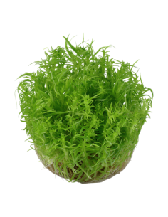 Pogostemon deccanensis - Invitro Origne France