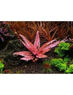 Cryptocoryne Flamingo - Invitro Origne France