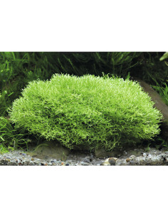 Riccia fluitans - Invitro Origne France