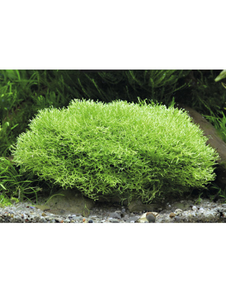 Riccia fluitans - Invitro Origne France