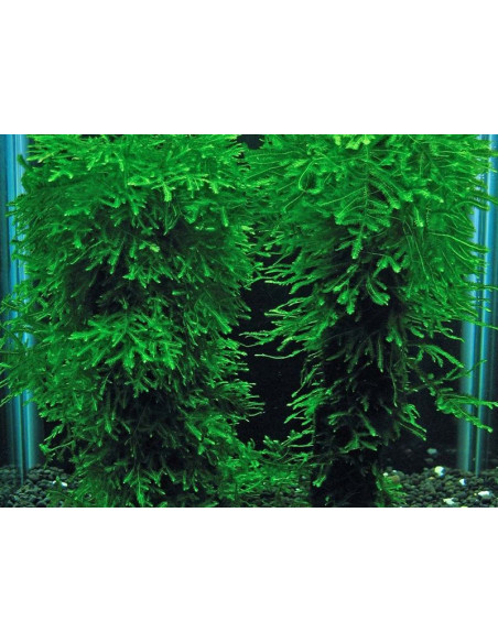 Taxiphyllum sp. 'Spiky Moss' - Invitro Origne France