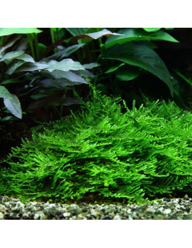 Taxiphyllum sp. 'Spiky Moss' - Invitro Origne...
