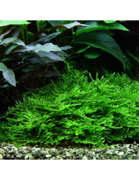 Taxiphyllum sp. 'Spiky Moss' - Invitro Origne France