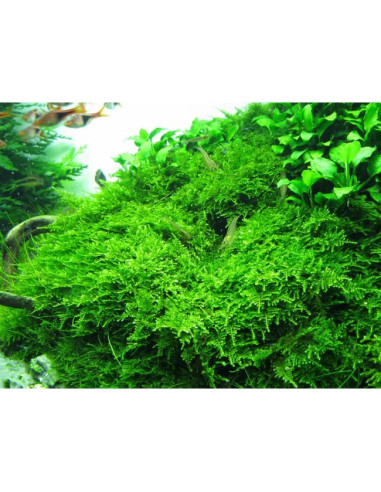 Vesicularia montagnei 'Christmas Moss' - Invitro Origne France