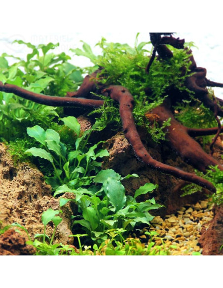 Schismatoglottis prietoi - Invitro Origne France